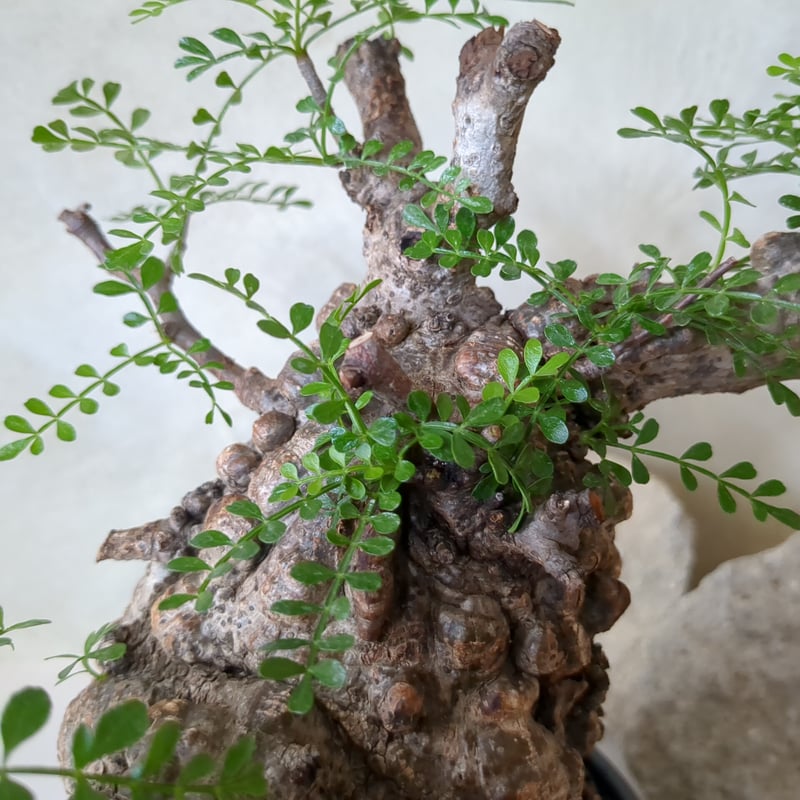 オペルクリカリア・パキプス No.7 / (25sep22.b14/1-4) | Plant