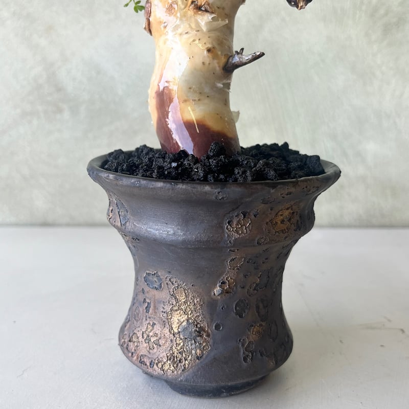 作者不明　見事な摺鉢 Hiroki Miura 〈Flower pot〉#69 – Blumo