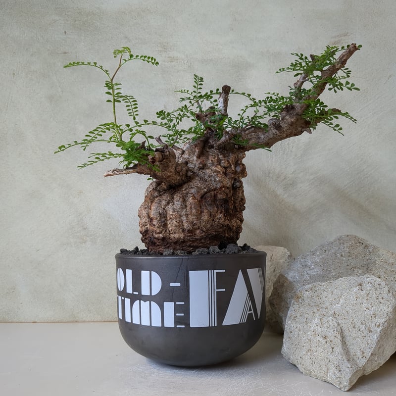 オペルクリカリア・パキプス No.7 / (25sep22.b14/1-4) | Plant