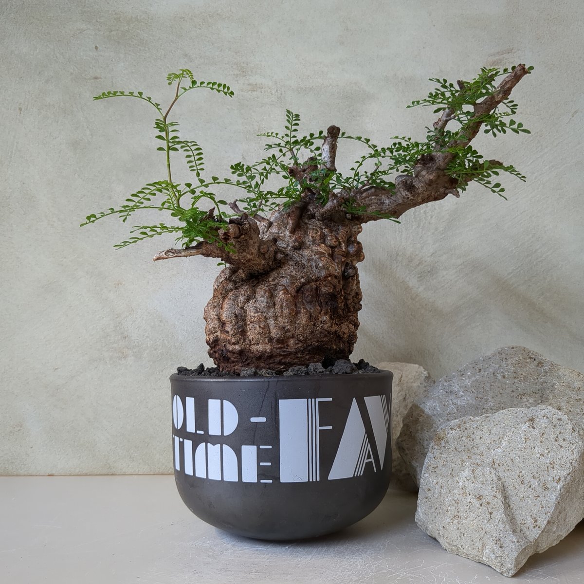 オペルクリカリア・パキプス No.7 / (25sep22.b14/1-4) | Plant