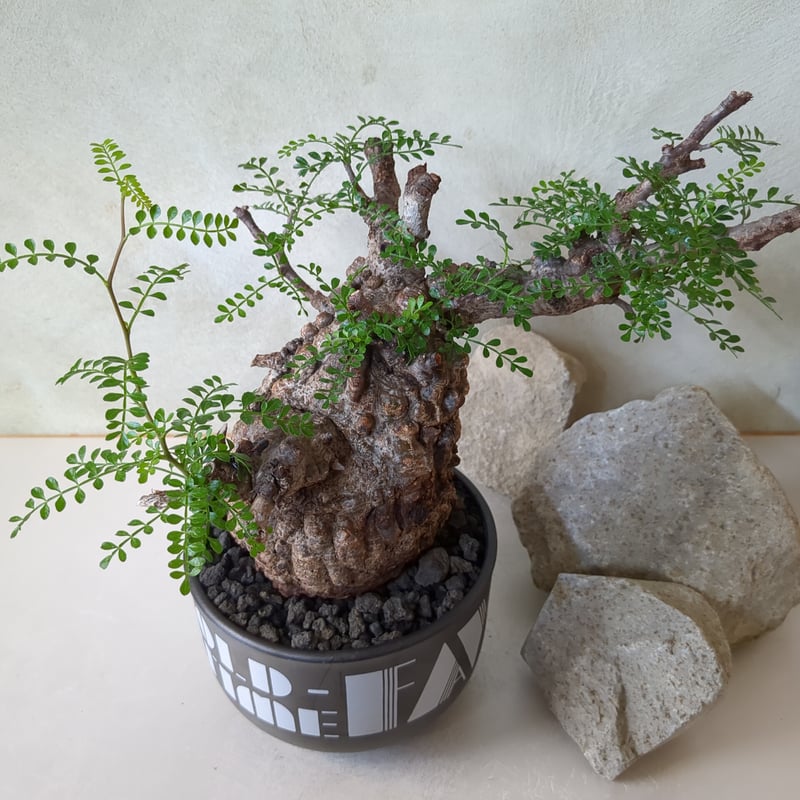 オペルクリカリア・パキプス No.7 / (25sep22.b14/1-4) | Plant