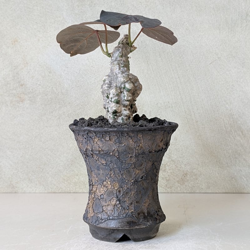 アデニア ステイローサ 現地株 発根済 アデニア ステイローサ 発根済