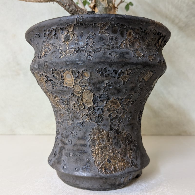 ブルセラ　ファガロイデス　現地株 ブルセラ・ファガロイデス 【現地球】×【銀河鉢クレーター】 陶芸家