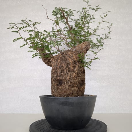 パキプス | STORES