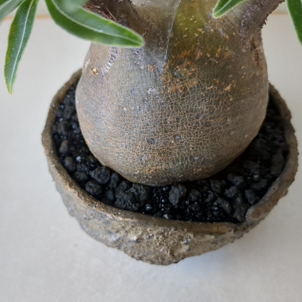パキポディウム・グラキリス 【現地球】×【深山金鉢】 陶芸家 横山雄一