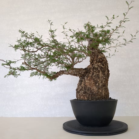 パキプス | STORES