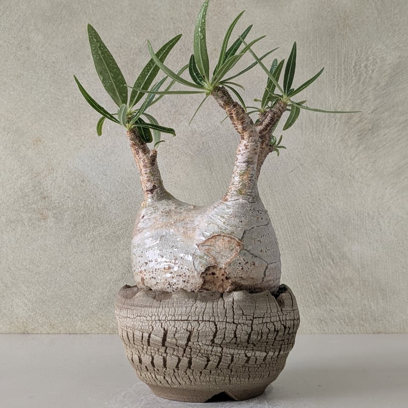 (超美形)パキポディウム　グラキリス　現地球 発根済】【現地球】パキポディウム グラキリス | BRIDGE GARDEN