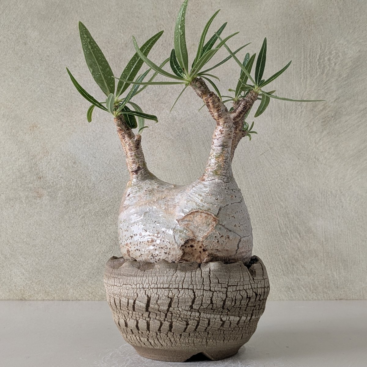 パキポディウム・グラキリス 【現地球】×【炸裂紋鉢 大地の鼓動】 陶芸