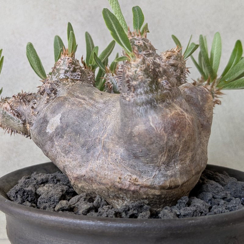 パキポディウム・ブレビカリックス 【現地球】×【メタリック銀河