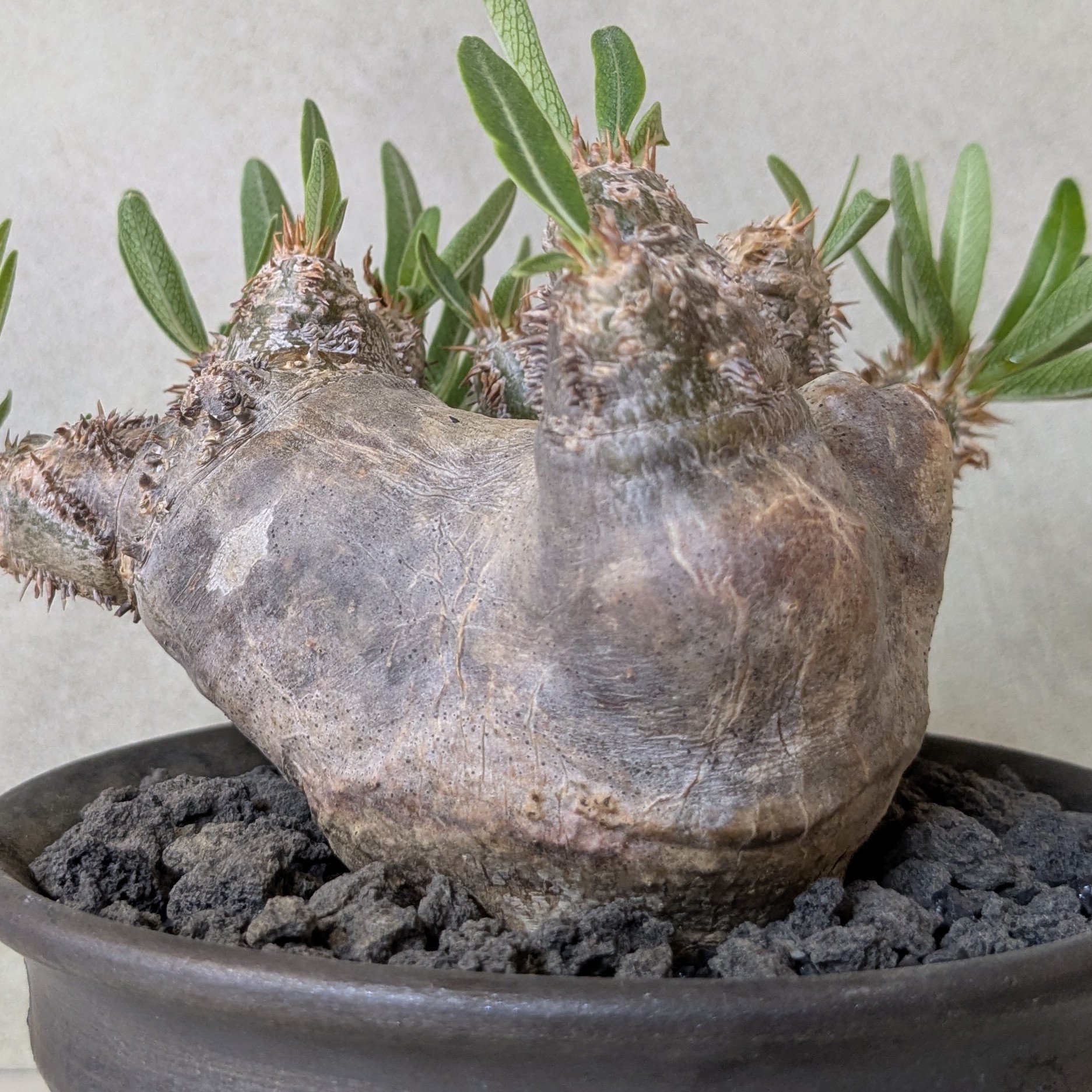 パキポディウム ブレビカリックス　現地球 塊根植物 N/OH 鉢付き パキポディウム・ブレビカリックス 【現地球】×【メタリック銀河