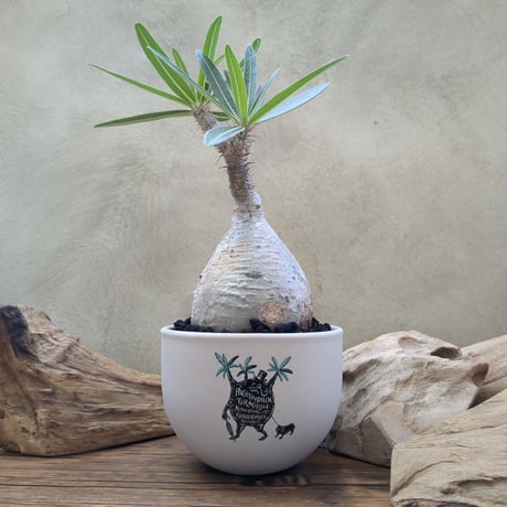 Plants MAN