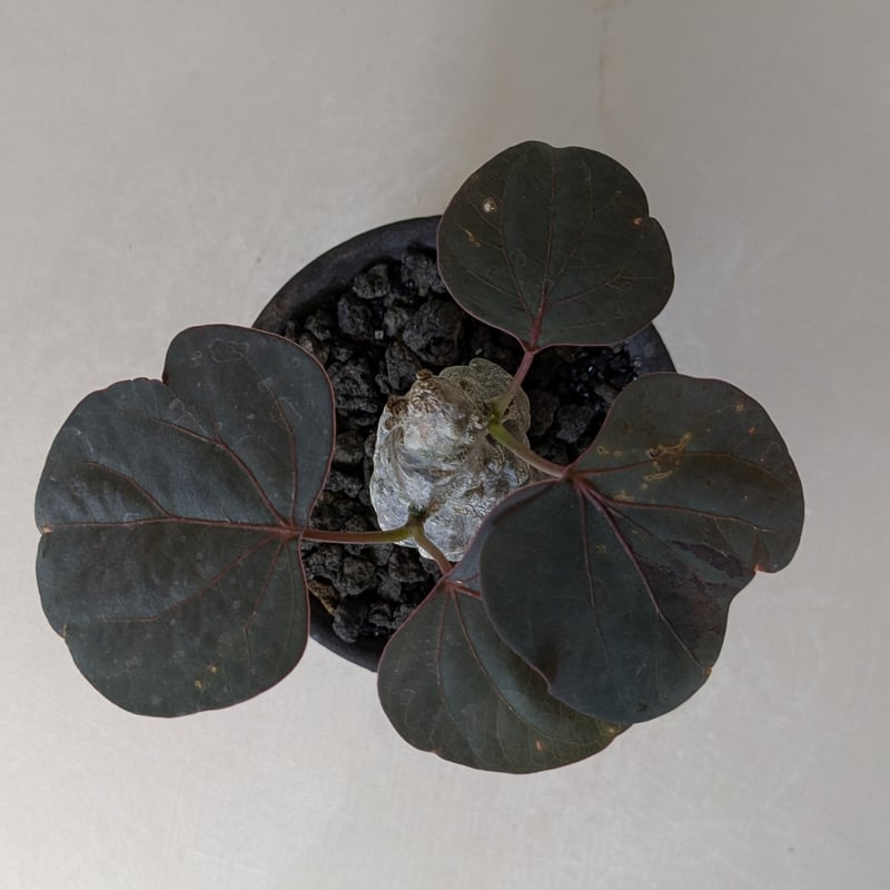 アデニア・ステイローサ 【現地球】×【銀河鉢クレーター】 陶芸