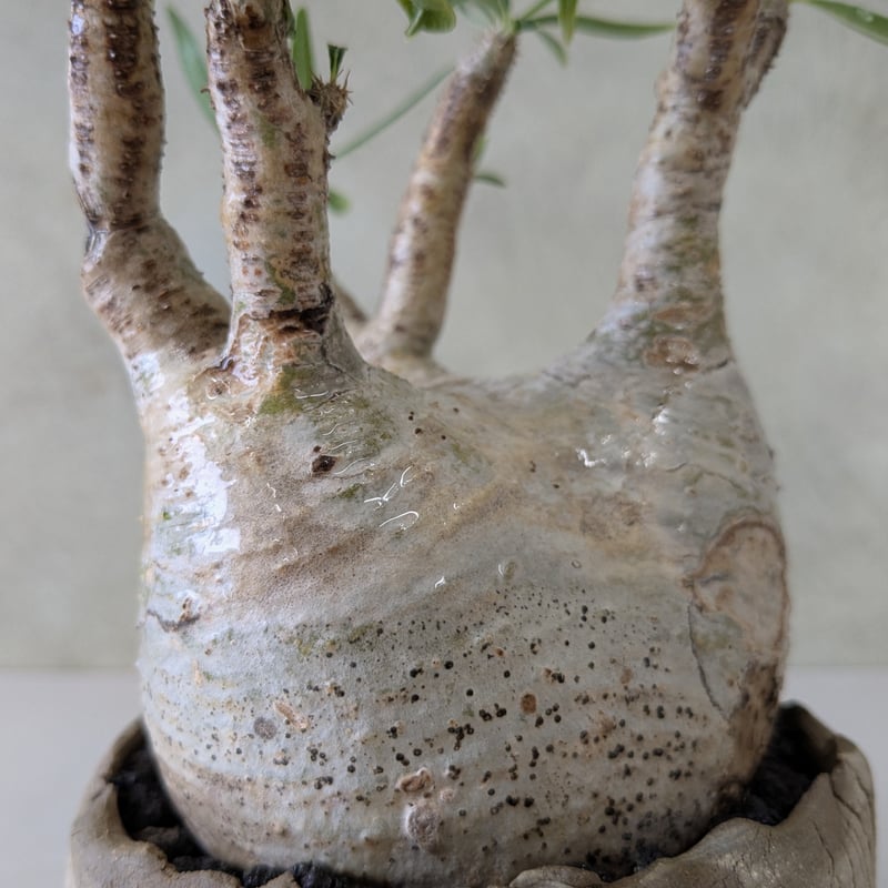 パキポディウム・グラキリス 【現地球】×【炸裂紋鉢 大地の鼓動】 陶芸