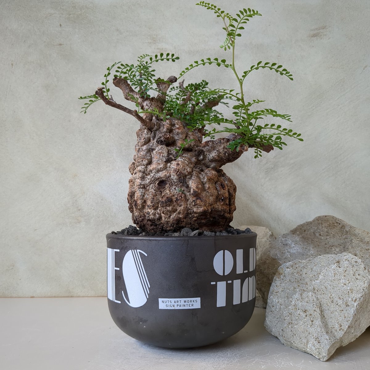 オペルクリカリア・パキプス No.7 / (25sep22.b14/1-4) | Plant