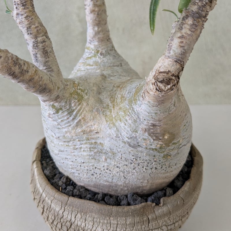 20cm鉢☆大株 現地球 グラキリス☆良型モンスター型 20cm鉢☆大株 現地