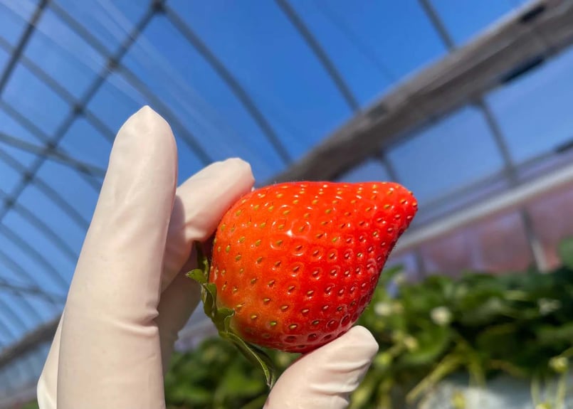 特選やよいひめ小箱 | 群馬県産のいちごを産直・直販 フルッティロッシ