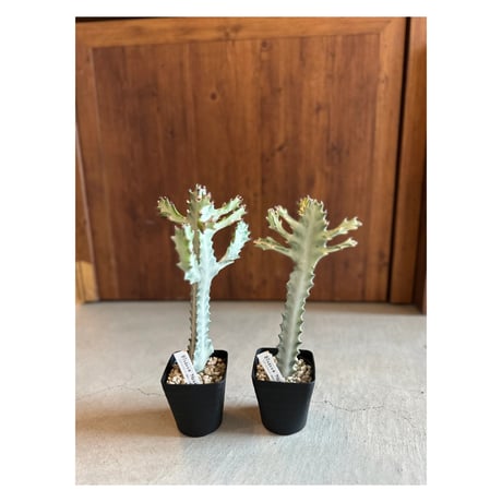 ②現品販売です。サボテン・ホワイトゴースト Amazon｜多肉植物：ユーフォルビア ホワイトゴースト*S｜観葉