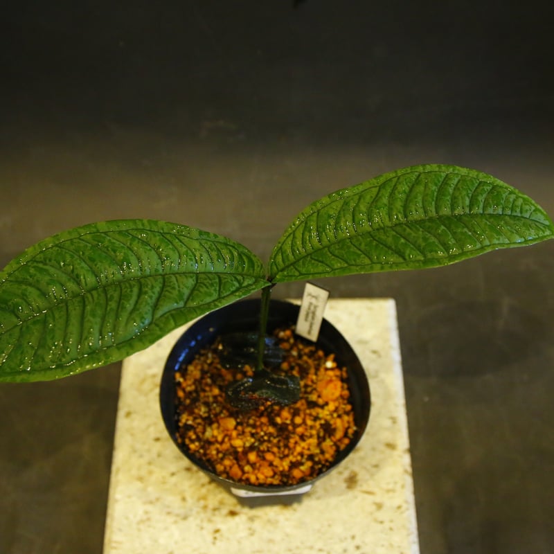 Q018 激レア種！Syzygium jiewhoei シジギウム イエウホエイ Syzygium jiewhoei シジギウム・ジエウホエイ 実生/ 0196 | Tom 草