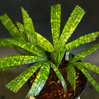 Licuala mattanensis ‘Mapu’　リクアラ・マッタネンシス・マプ　(M） / 0213