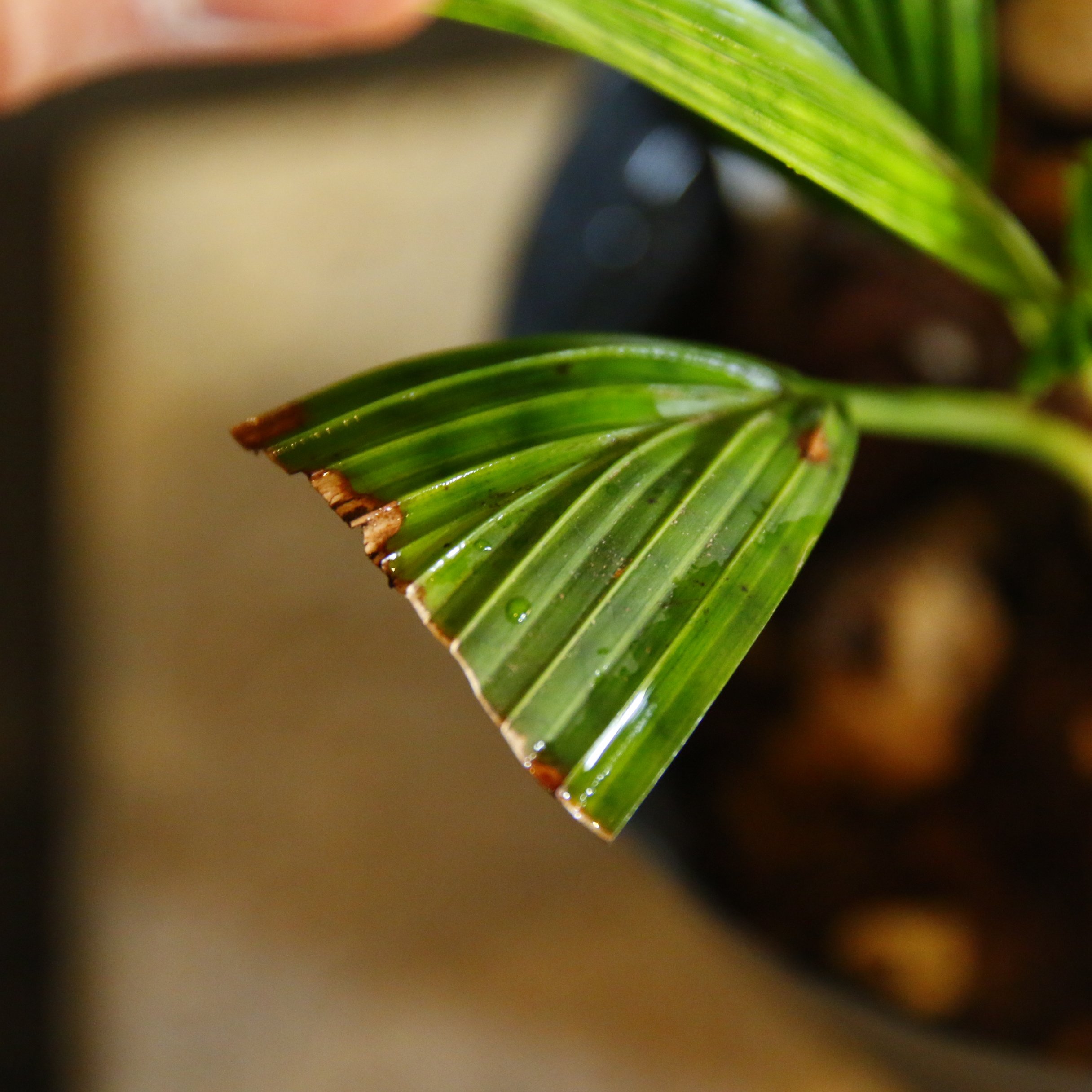 Licuala mattanensis 'Mapu'（リクアラ・マッタネンシス・マプ）(S）/