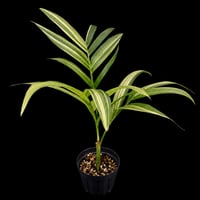 Pinanga repens Slawesi/397