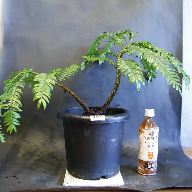 Ptisana squamosa 'Timika' Papua プティサナ・スクアモーサ（パプ