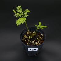 【希少】Ptisana squamosa from Timika Papua プティサナ・スクアモーサ/360