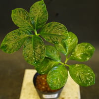 Amorphophallus titaum アモルフォファルス チタニウム / 実生　0197