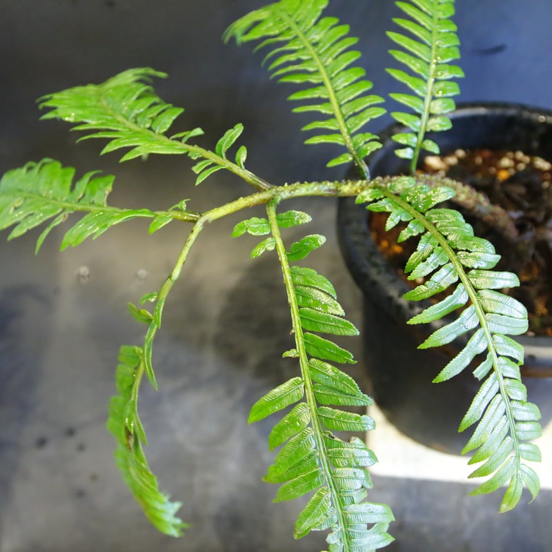 Ptisana squamosa 'Timika' Papua プティサナ・スクアモーサ（パプ