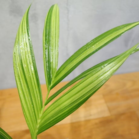 Pinanga repens from “Sulawesi” variegated / 0066