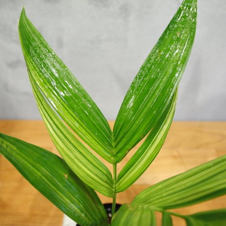 Pinanga repens from “Sulawesi” variegated / 0066