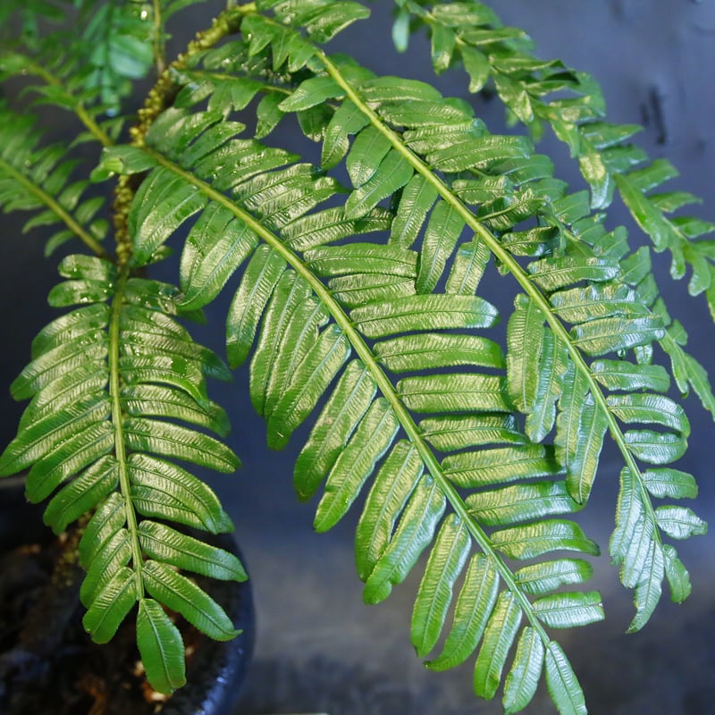 Ptisana squamosa 'Timika' Papua プティサナ・スクアモーサ（パプ