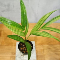 Pinanga repens from “Sulawesi” variegated / 0066