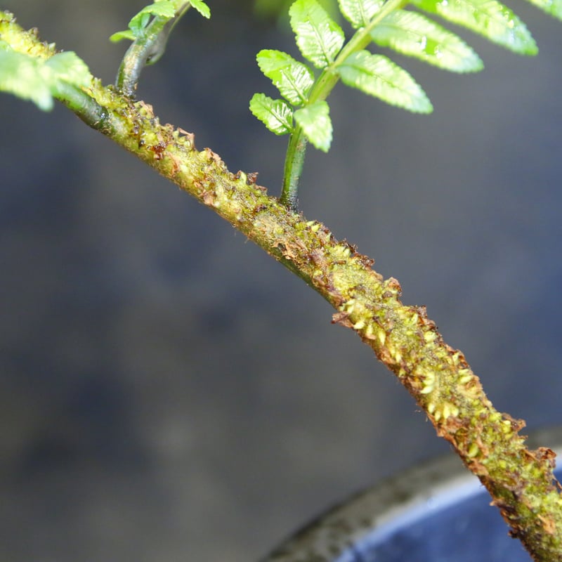 Ptisana squamosa 'Timika' Papua プティサナ・スクアモーサ（パプ