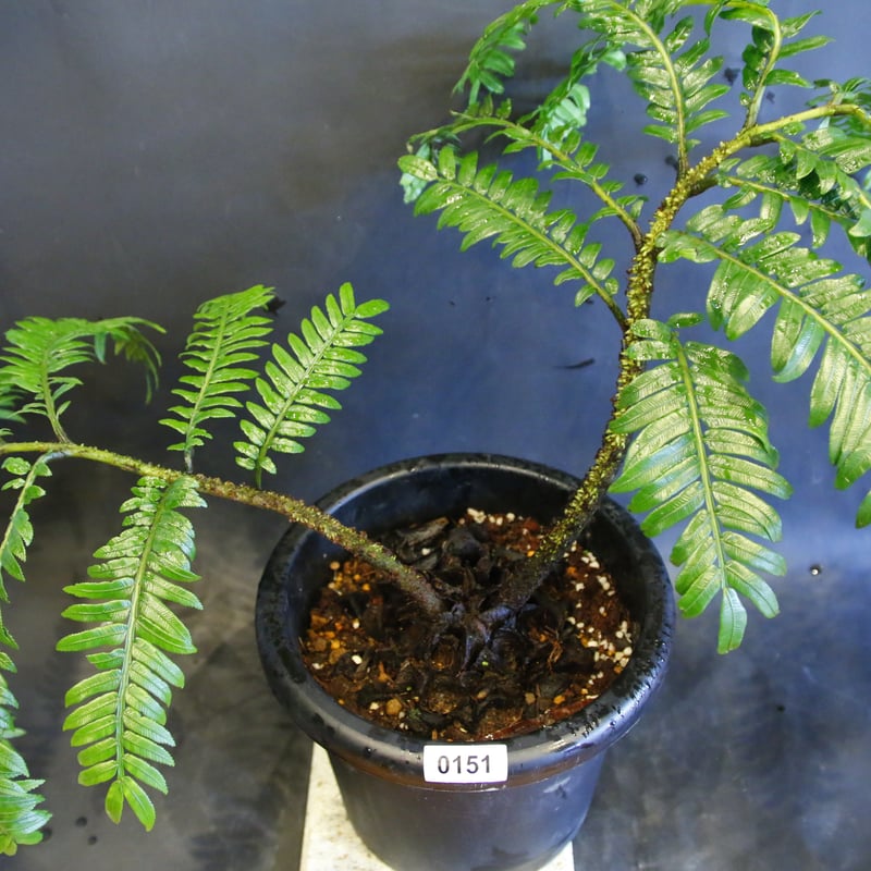 Ptisana squamosa 'Timika' Papua プティサナ・スクアモーサ（パプ