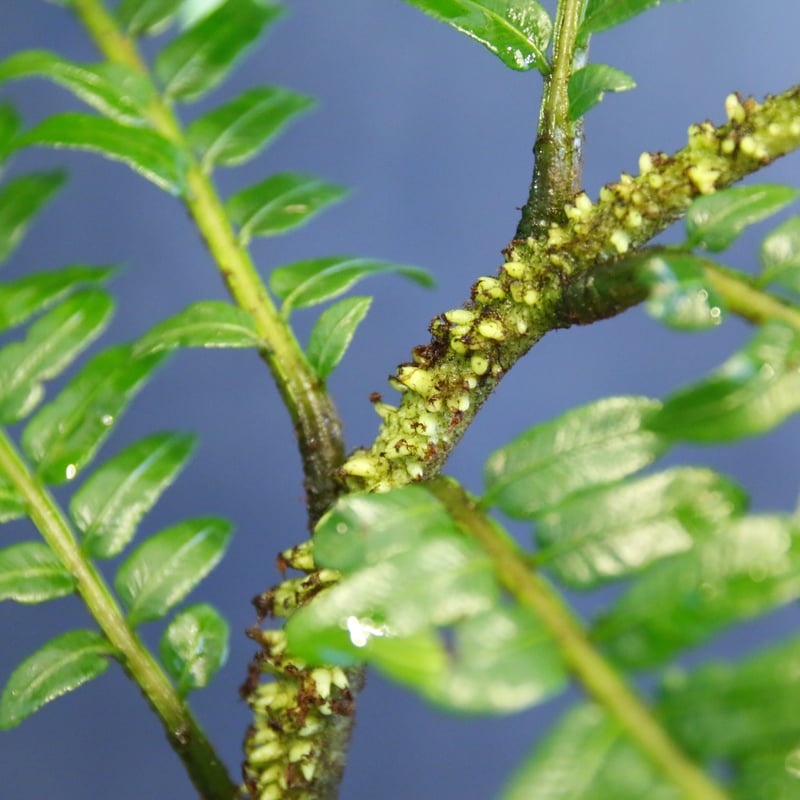 Ptisana squamosa 'Timika' Papua プティサナ・スクアモーサ（パプ