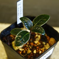 ardisia sp from west borneo アルディシア　0205