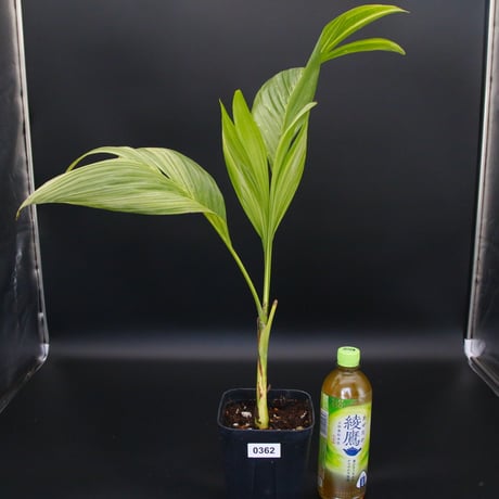 【超希少】Pinanga repens 'Sulawesi' Variegata｜ピナンガ・レペンス 斑入り/362
