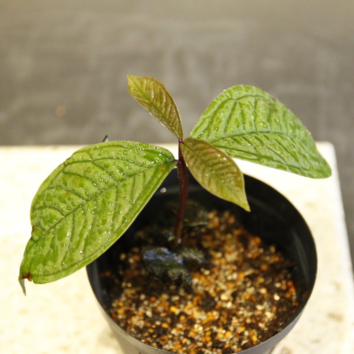 Syzygium jiewhoei｜シジギウム ジエホエイ② Syzygium jiewhoei シジギウム・ジエウホエイ 実生 / 0161 | Tom