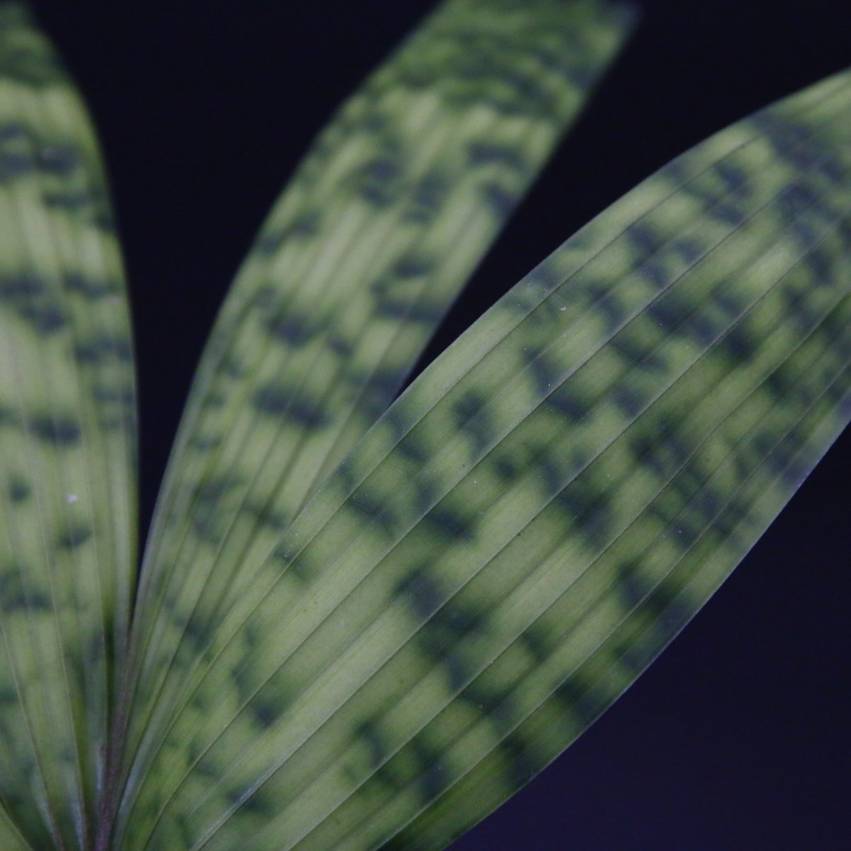 希少】Licuala mattanensis 'Mapu' リクアラ マプー/358 | T