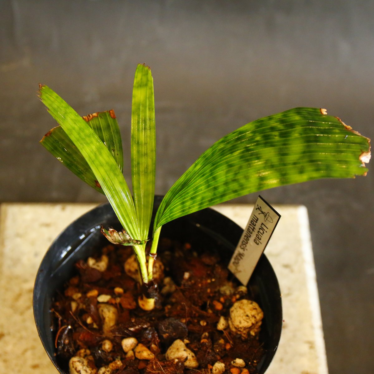Licuala mattanensis 'Mapu'（リクアラ・マッタネンシス・マプ）(S）/