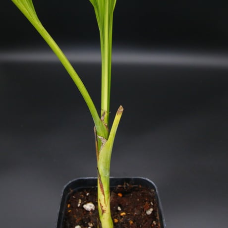 【超希少】Pinanga repens 'Sulawesi' Variegata｜ピナンガ・レペンス 斑入り/362