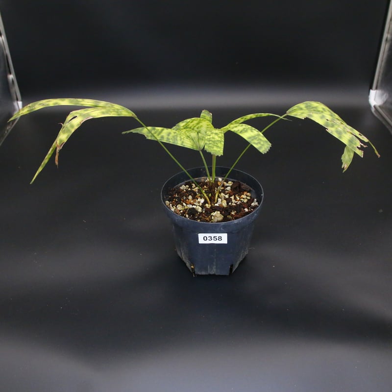 希少】Licuala mattanensis 'Mapu' リクアラ マプー/358 | T