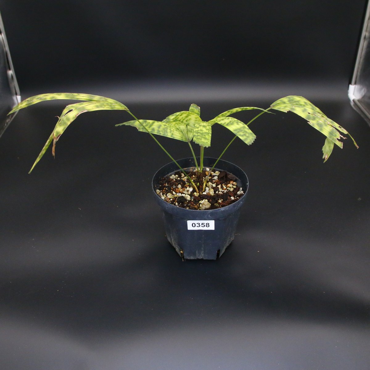 希少】Licuala mattanensis 'Mapu' リクアラ マプー/358 | T