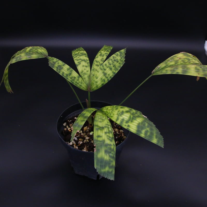 希少】Licuala mattanensis 'Mapu' リクアラ マプー/358 | T