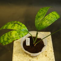 Licuala mattanensis ‘Mapu’（リクアラ・マッタネンシス・マプ）(S）/ 0104