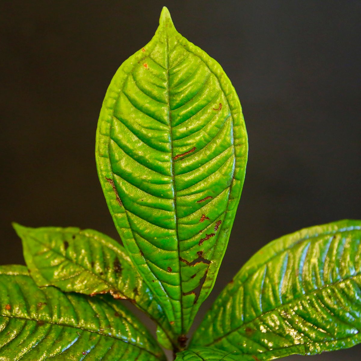 Syzygium jiewhoei｜シジギウム ジエホエイ｜希少フトモモ科植物 Syzygium jiewhoei シジギウム・ジエウホエイ / 0088 | Tom 草ya
