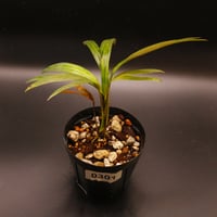 Syzygium jiewhoei シジギウム・ジエウホエイ 実生/ 0196 | Tom 草