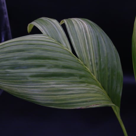 【超希少】Pinanga repens 'Sulawesi' Variegata｜ピナンガ・レペンス 斑入り/362