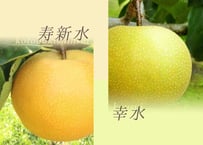 詰め合わせ「寿新水＆幸水」3kg
